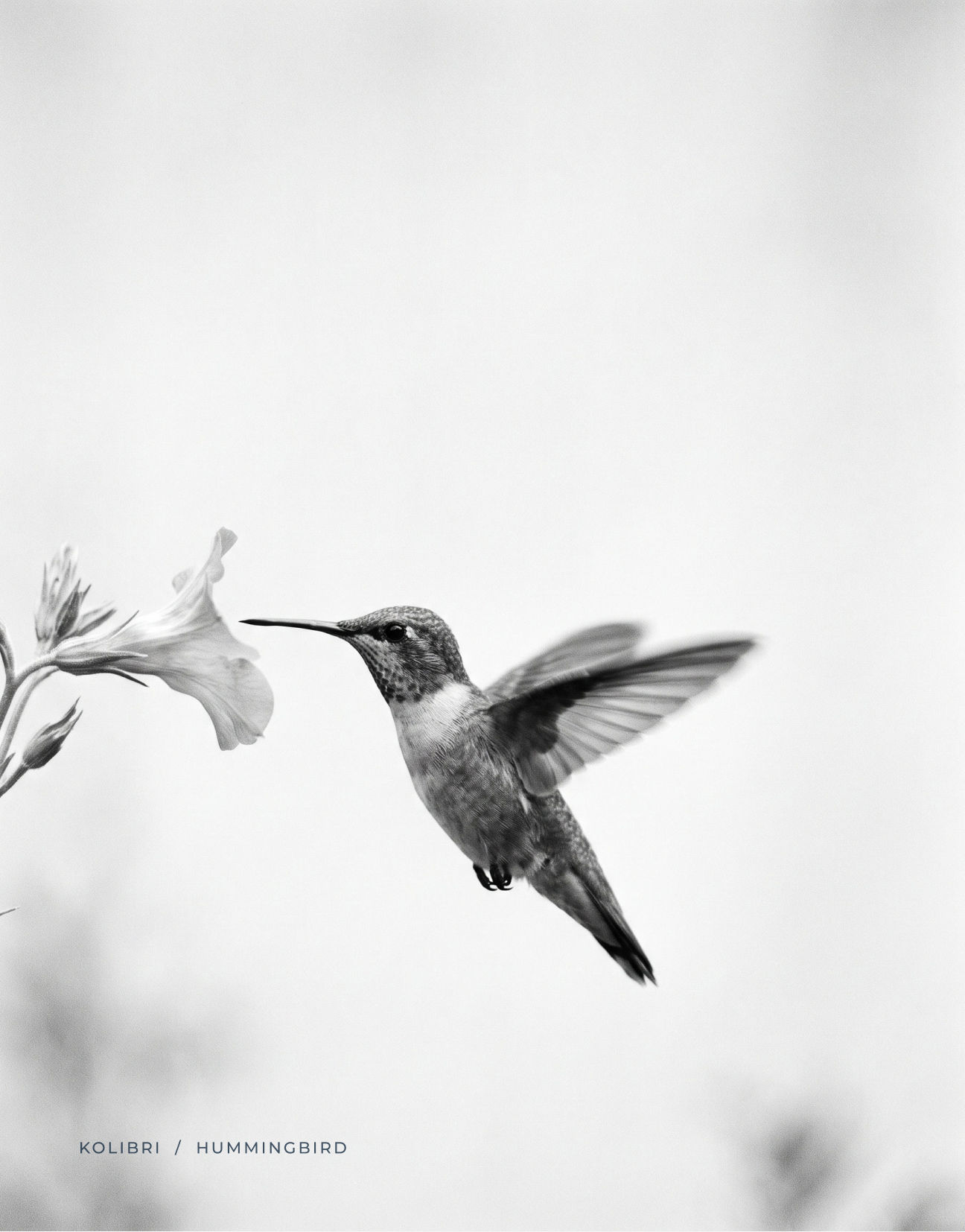 Kolibri, brand identity, image 2