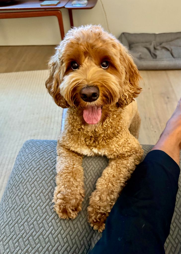 Pet image